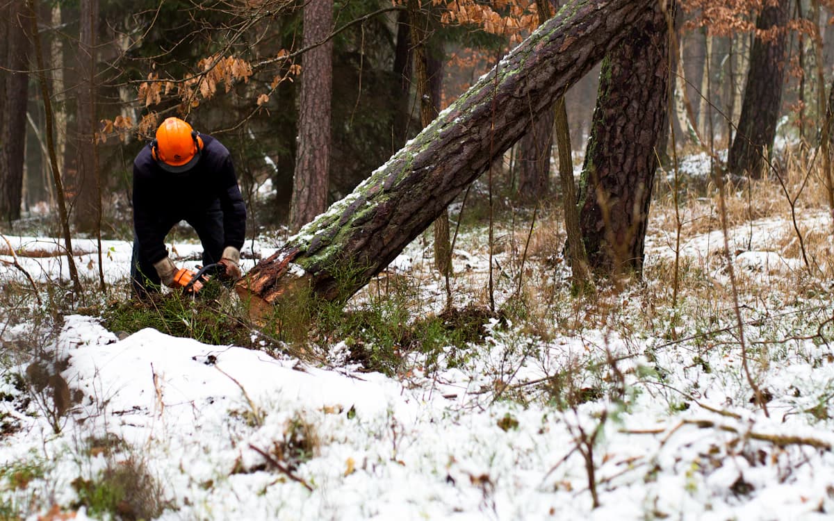 A forestry worker felling a tree alone in a remote, snowy woodland